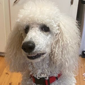 Meet your Posher, Barbara